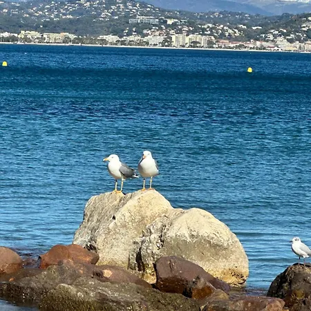 公寓 Vue Et Sur La Baie De Cannes Piscine 450m2 Randonnee Vtt Au Pied De L Esterel *